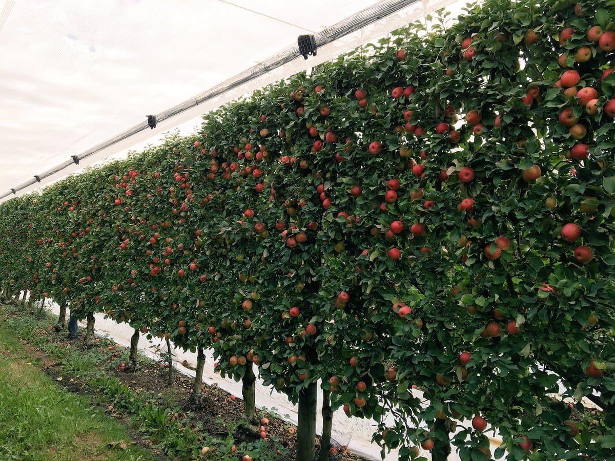 Pommes – PommaFlow